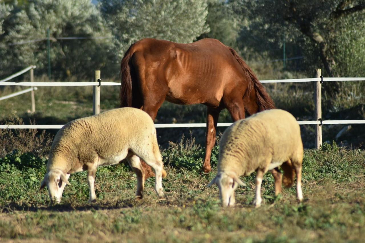 Casa Con Vistas, Piscina Y Animales De Granja, La Caseta Ταραγόνα Εξωτερικό φωτογραφία