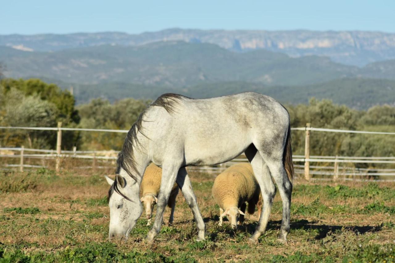 Casa Con Vistas, Piscina Y Animales De Granja, La Caseta Ταραγόνα Εξωτερικό φωτογραφία